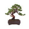 Juniperus chinensis - varieta itoigava  SK-3344-66