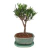 Podocarpus - Kamenný tis  SK 3344 -7