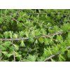 Smrekovec opadavý - Larix decidua  SK-3344-90