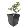 Smrekovec opadavý - Larix decidua  SK-3344-90