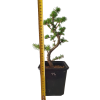 Smrekovec opadavý - Larix decidua  SK 3344-90
