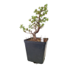 Smrekovec opadavý - Larix decidua  SK 3344-90