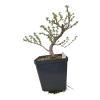 Smrekovec opadavý - Larix decidua  SK 3344-90