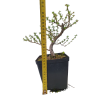 Smrekovec opadavý - Larix decidua  SK 3344-90
