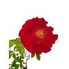 Rosa red- Ruža májová  SK 3344-97
