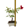 Rosa red- Ruža májová  SK 3344-97