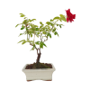Rosa red- Ruža májová  SK 3344-97