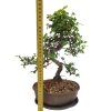Brest drobnolistý - Ulmus parviflora  SK 3344 -3