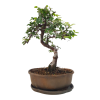 Brest drobnolistý - Ulmus parviflora  SK 3344 -3