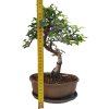 Brest drobnolistý - Ulmus parviflora  SK 3344 -3