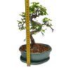 Brest drobnolistý - Ulmus parviflora  SK 3344 -3