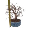 Hrab korejský - Carpinus coreana  Sk 3344-55