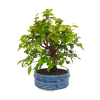 Hrab korejský - Carpinus coreana  Sk 3344-55