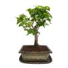 Čínsky vtáči zob - Ligustrum chinensis  SK 3344-9