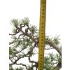 Borovica lesná- Pinus sylvestris  SK 3344-70