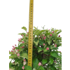 Jabloň maloplodá - Malus halliana  SK 3344-58