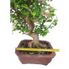 Jabloň maloplodá - Malus halliana  SK 3344-58