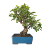 Jabloň maloplodá - Malus halliana  SK 3344-58