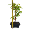 Drieň obyčajný -Cornus mas  SK 3344-98