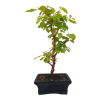 Drieň obyčajný -Cornus mas  SK 3344-98