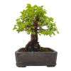 Zelkova Nire  SK 3344-60