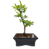 Hlohyňa šarlátová -Pyracantha coccinea  SK 3344-78