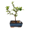 Hlohyňa šarlátová -Pyracantha coccinea  SK 3344-78