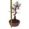 Korejský hrab - Carpinus coreana  SK 3344-55