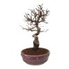 Korejský hrab - Carpinus coreana  SK 3344-55