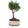 Podocarpus - Kamenný tis  SK 3344 -7