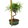 Podocarpus - Kamenný tis  SK 3344 -7