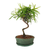 Podocarpus - Kamenný tis  SK 3344 -7