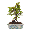 Korejský hrab - Carpinus coreana  SK 3344-55