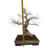 Korejský hrab - Carpinus coreana  SK 3344-55
