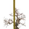 Korejský hrab - Carpinus coreana  SK 3344-55