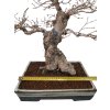 Korejský hrab - Carpinus coreana  SK 3344-55