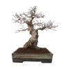 Korejský hrab - Carpinus coreana  SK 3344-55
