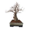 Korejský hrab - Carpinus coreana  SK 3344-55