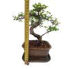 Brest drobnolistý - Ulmus parviflora  SK 3344 -3
