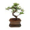 Brest drobnolistý - Ulmus parviflora  SK 3344 -3