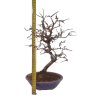 Hrab korejský - Carpinus coreana  SK 3344-55
