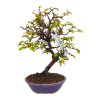 Hrab korejský - Carpinus coreana  SK 3344-55