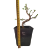 Smrekovec opadavý -Larix decidua  SK 3344-90
