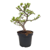 Smrekovec opadavý -Larix decidua  SK 3344-90