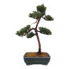 Bonsai Borievka - Juniperus sargentii  SK-3344-65