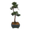 Bonsai Borievka - Juniperus sargentii  SK-3344-65
