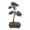 Bonsai Borievka - Juniperus sargentii  SK-3344-65