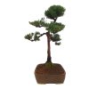 Bonsai Borievka - Juniperus sargentii  SK-3344-65