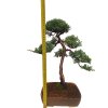Bonsai Borievka - Juniperus sargentii  SK-3344-65