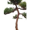 Bonsai Borievka - Juniperus sargentii  SK-3344-65